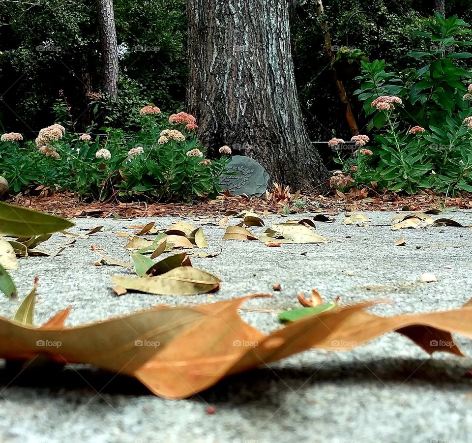 signs of autumn leaves laying on the pavement
