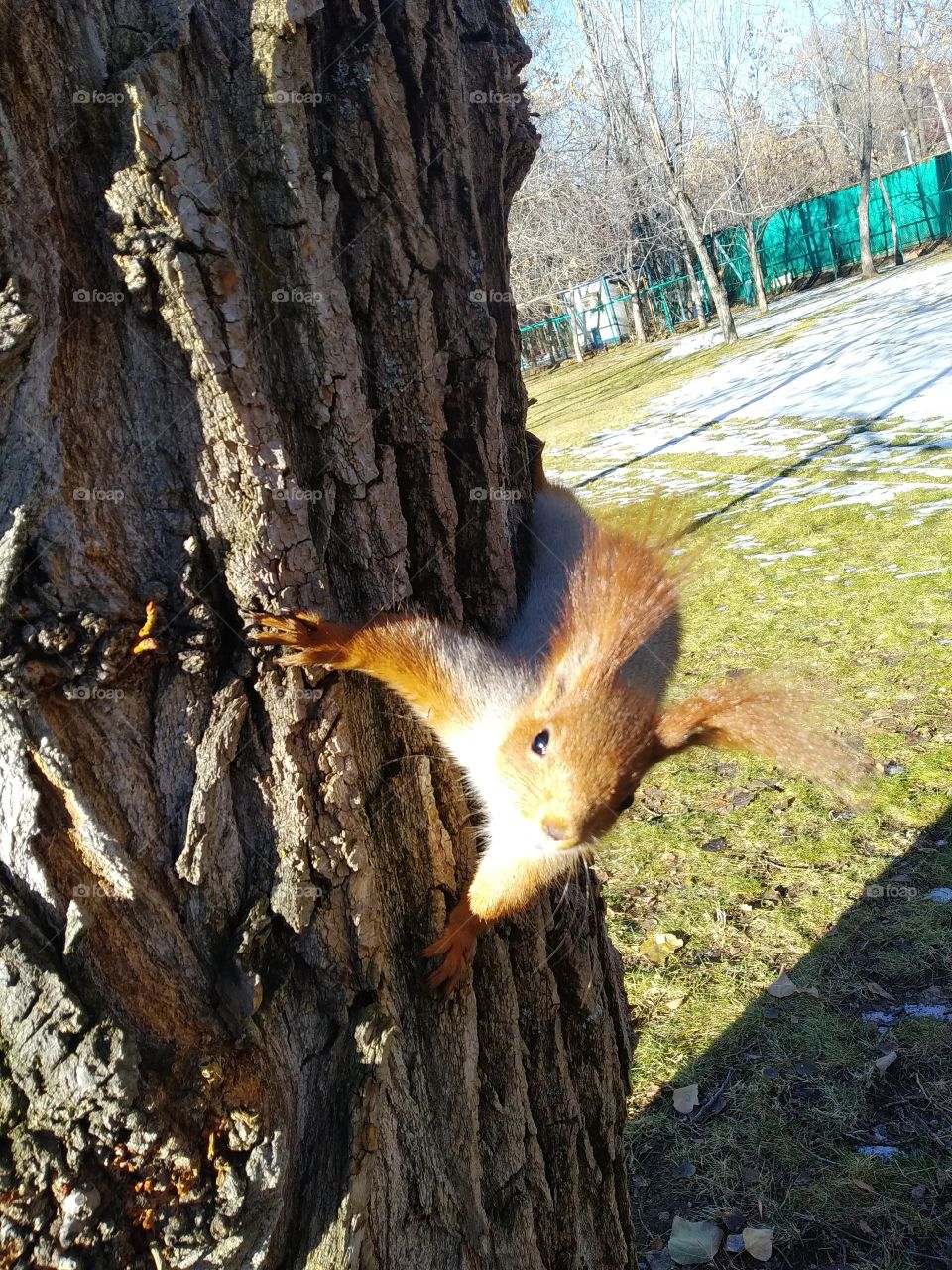 Squirrel