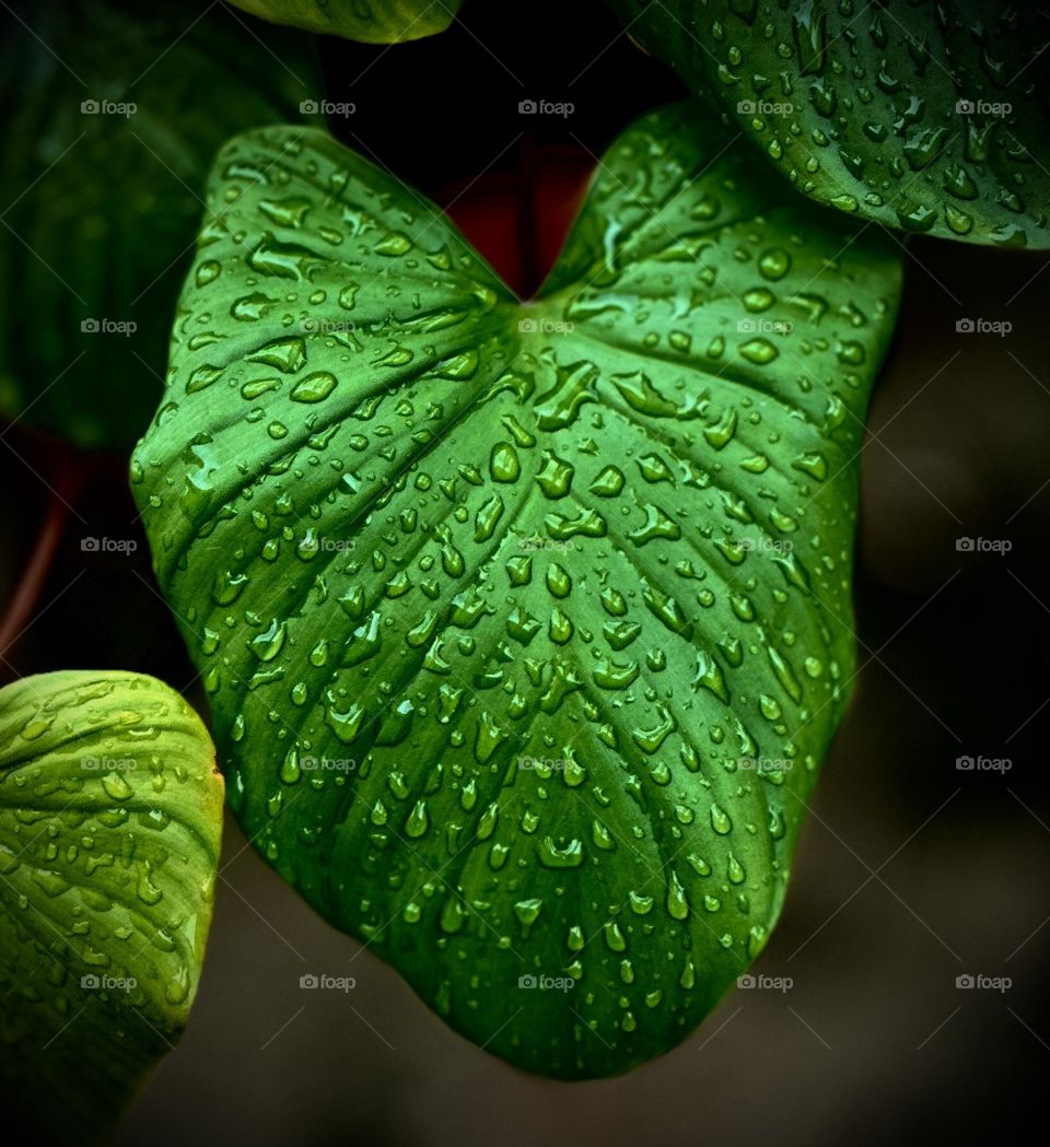 Rain drops on Philodendron leaves