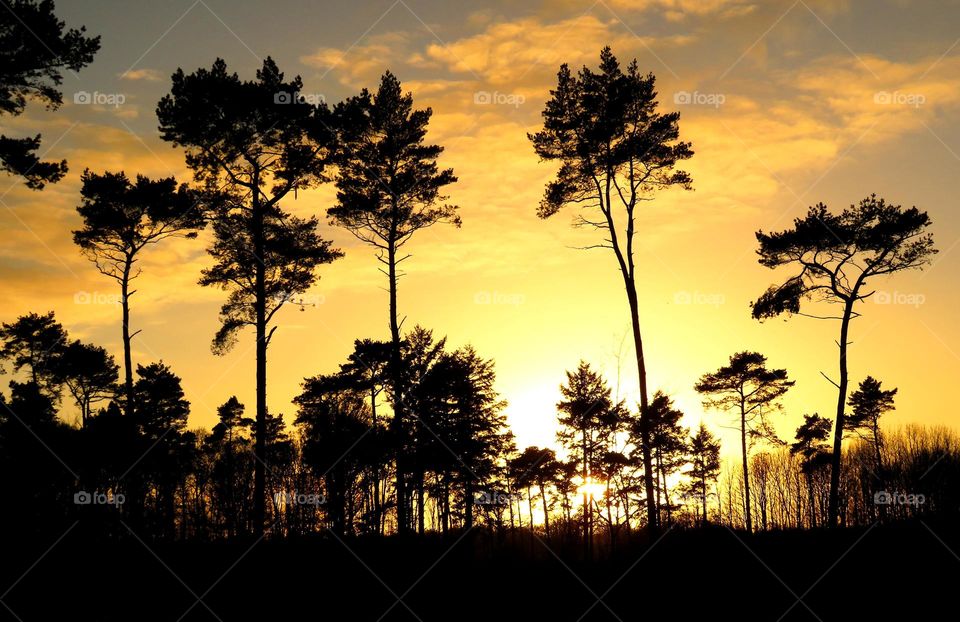 magical forest in Marchiennes North of France