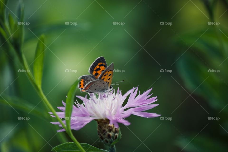 Little butterfly on a purple flower 