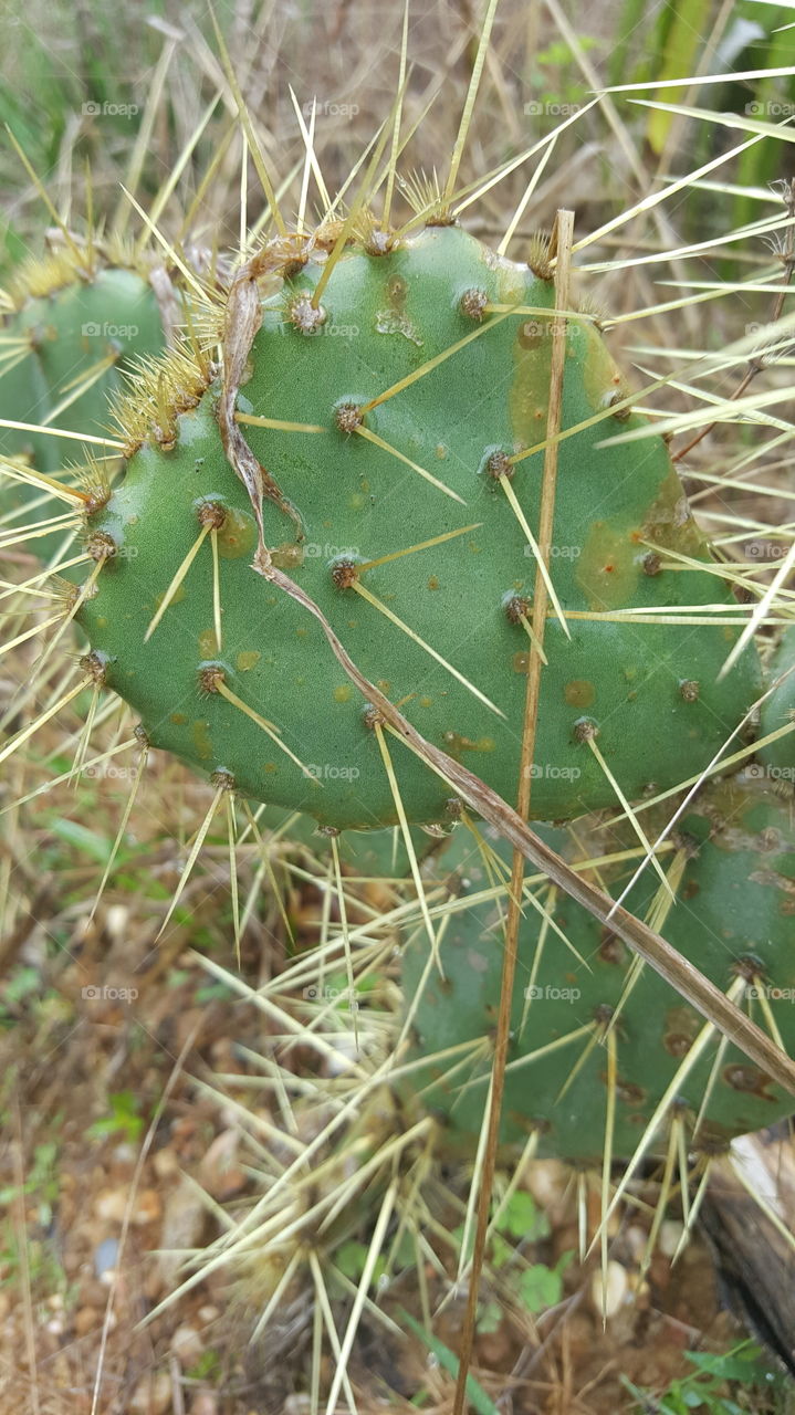 cactus
