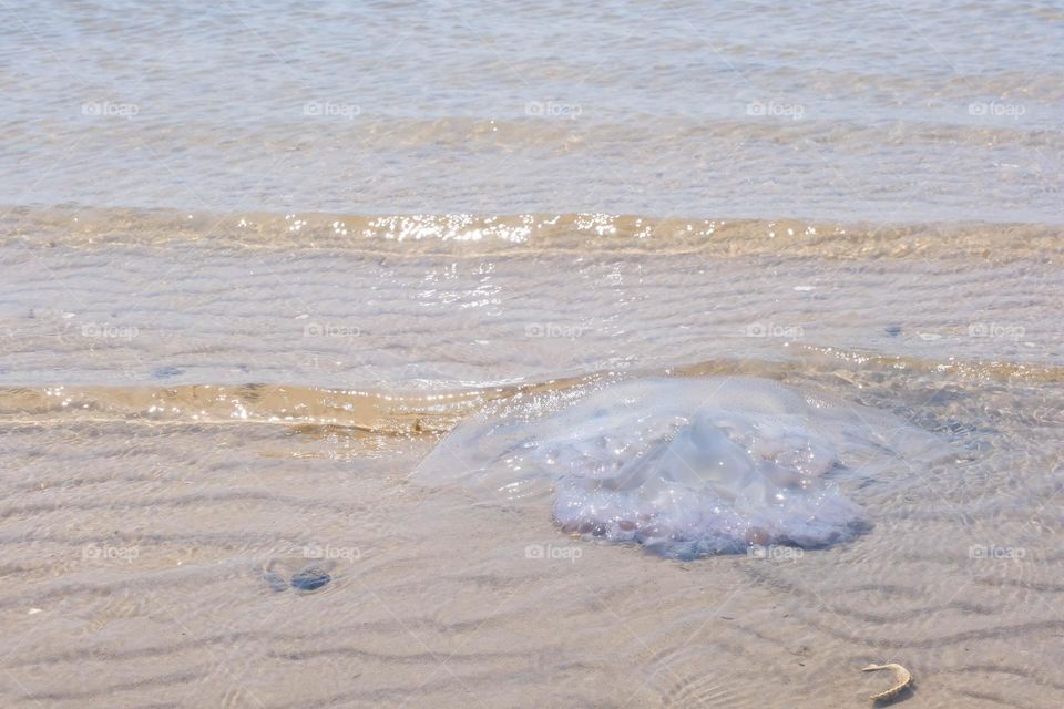 a jellyfish on the beach