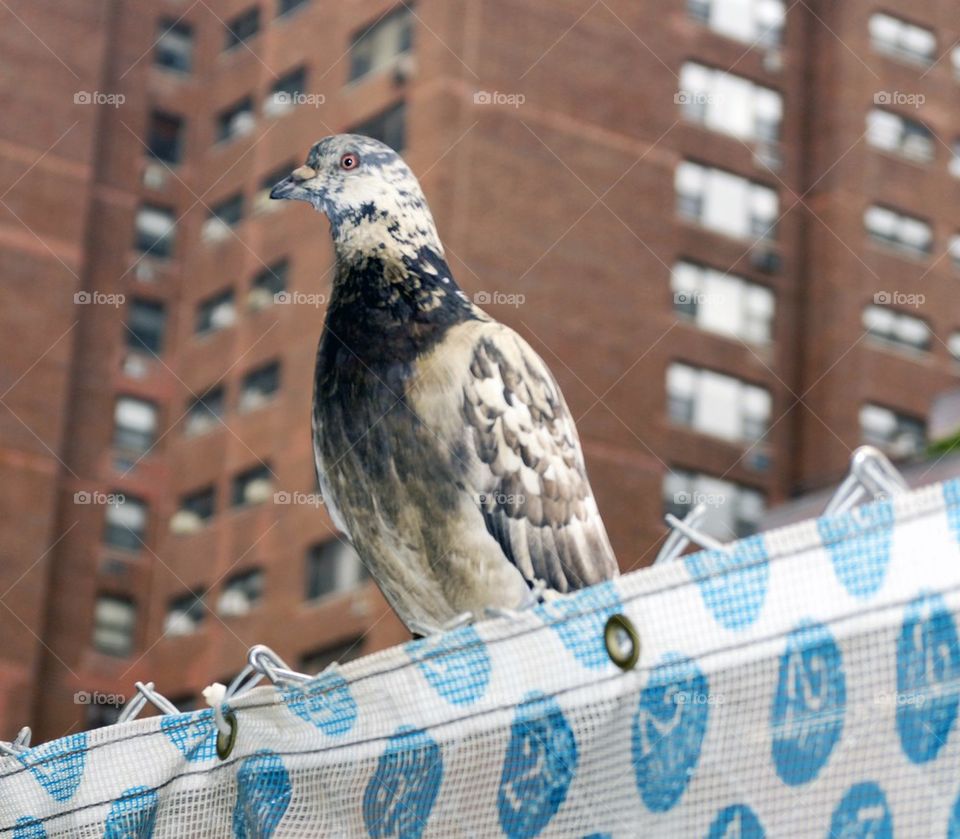 Pigeon resident of New York City