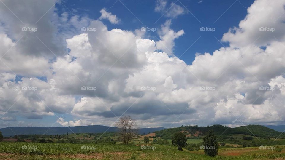 The cloud on sky and tree 