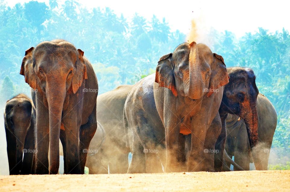 wild elephants crossing road