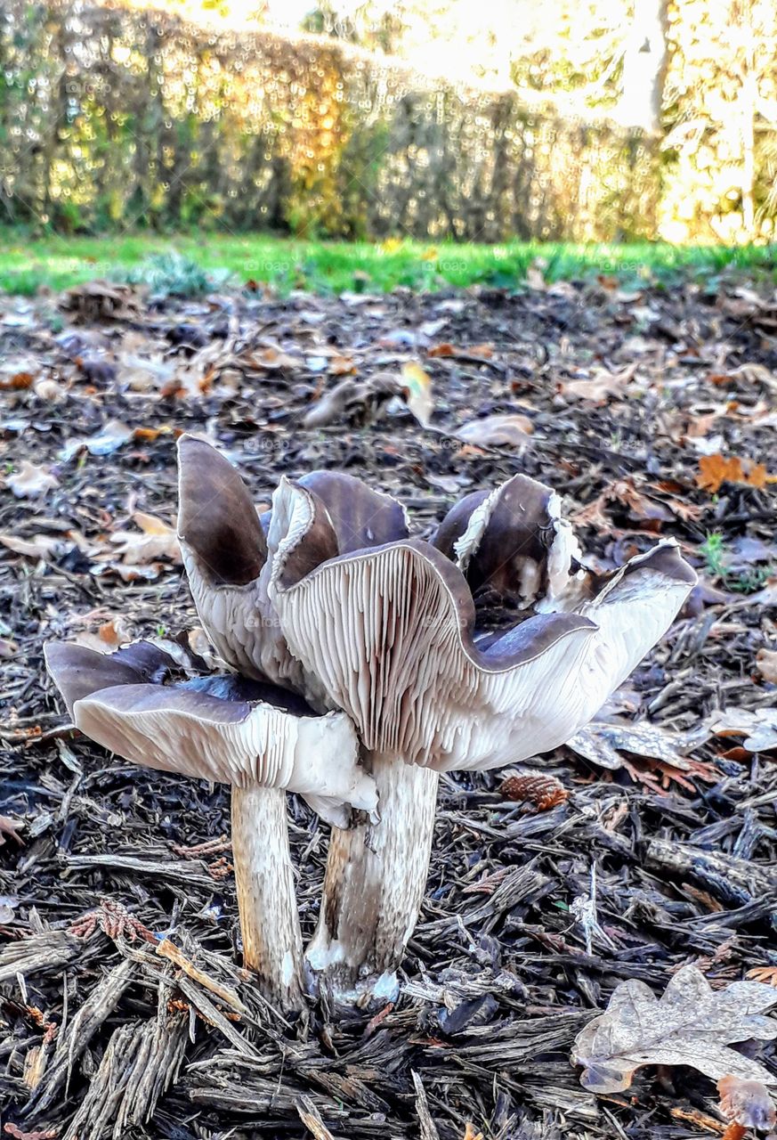 Gilled mushroom on a golf course