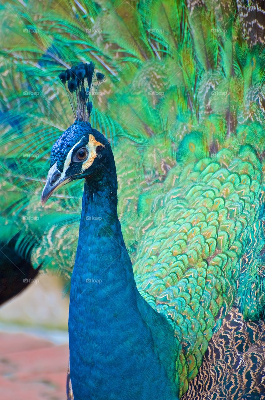 peacock