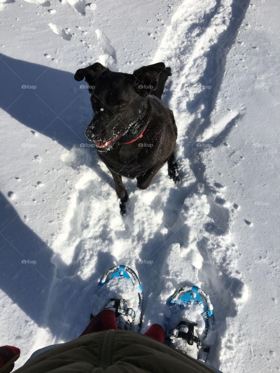 Snowshoeing with the dog