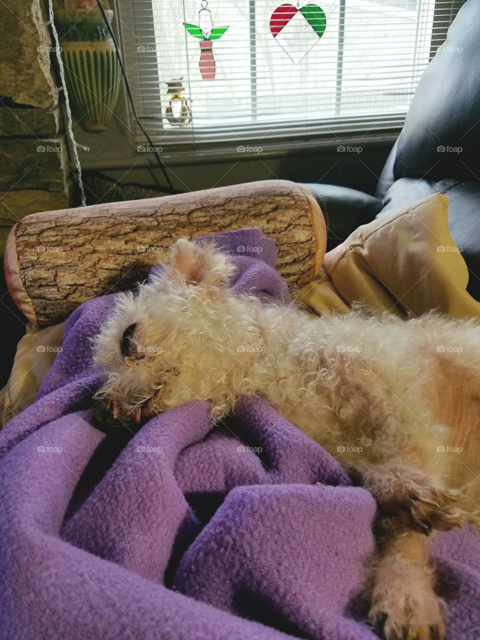 Poodle sleeping on lavender blanket on couch in window light.