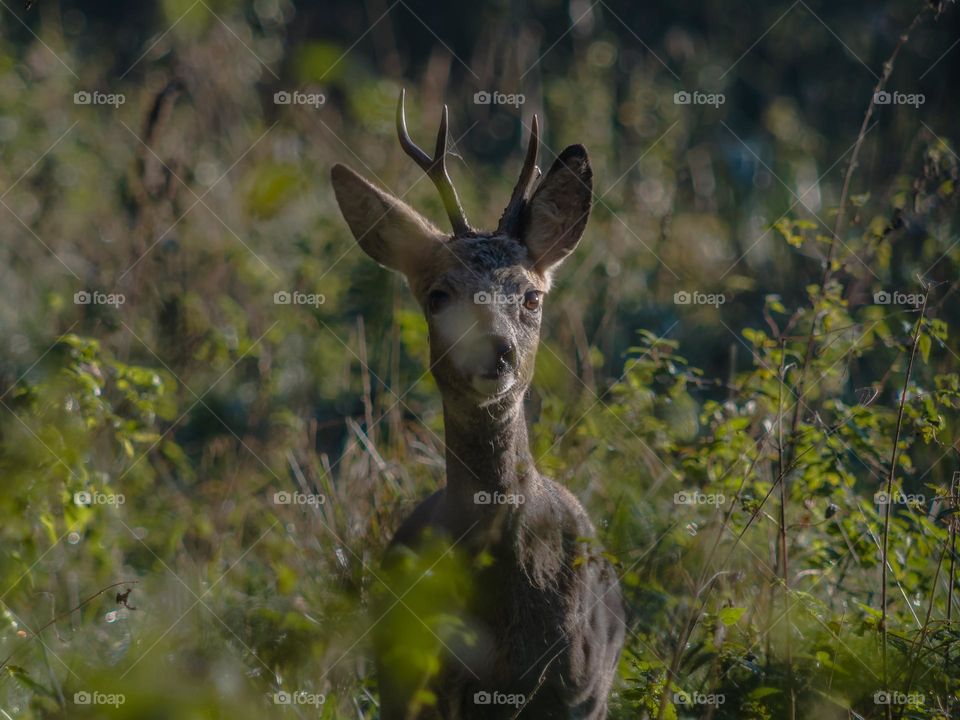 Young deer portret