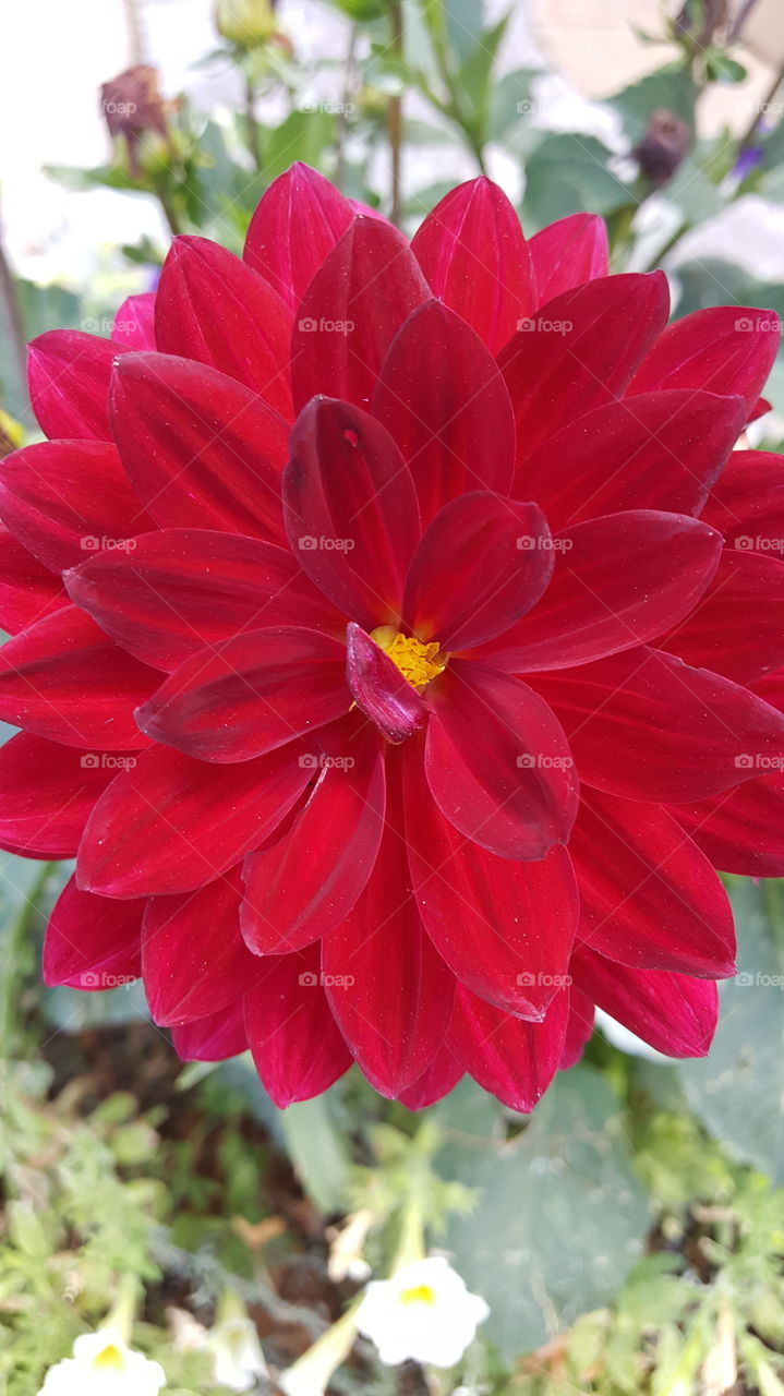 Red Flower