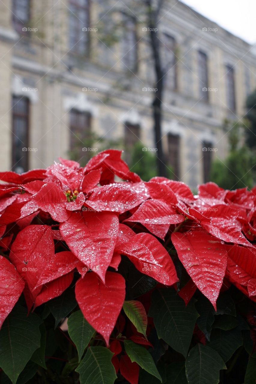 Winter Christmas red poinsettias and vintage building
