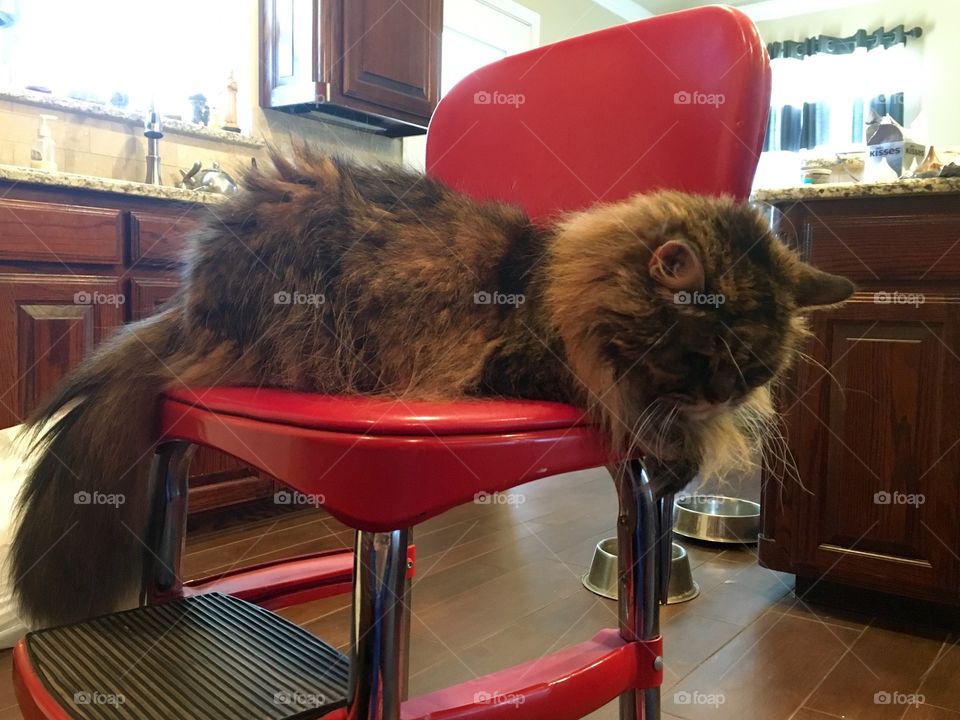 Shaggy, our Maine Coon cat. She is 17 years old. She is the real queen of our house.