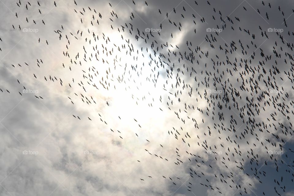 Migrating demoiselle cranes soar high in the sky, Rajasthan, India . Migrating demoiselle cranes soar high in the sky, Rajasthan, India