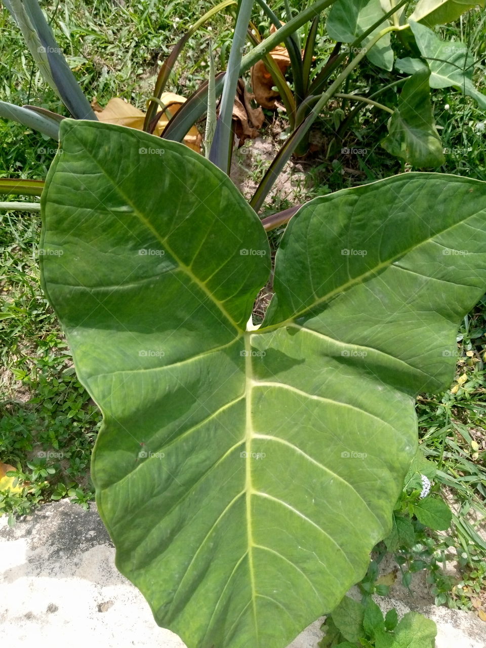 cocoyam leaf