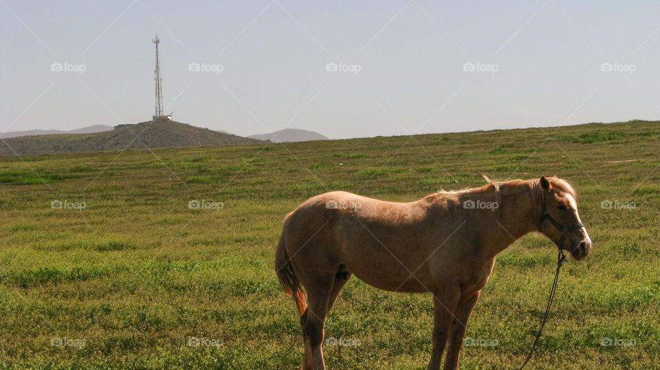 Horse standing on grassy land
