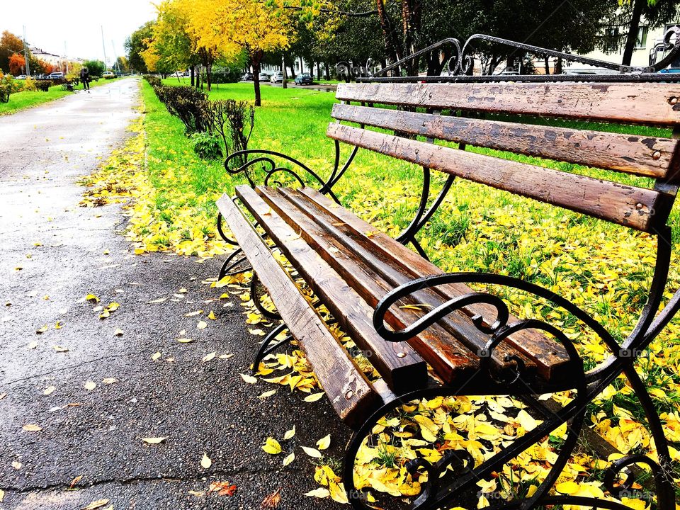 Autumn bench and leaves 