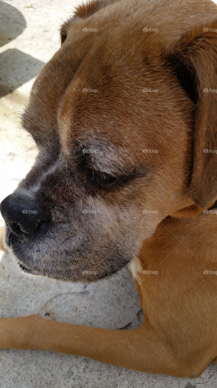 closeup of Brown boxer dog face