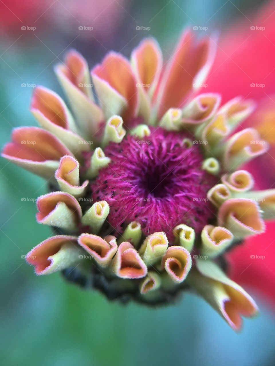 Zinnia closeup