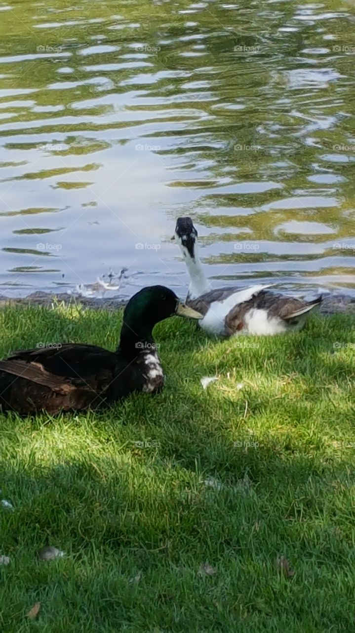 Ducks