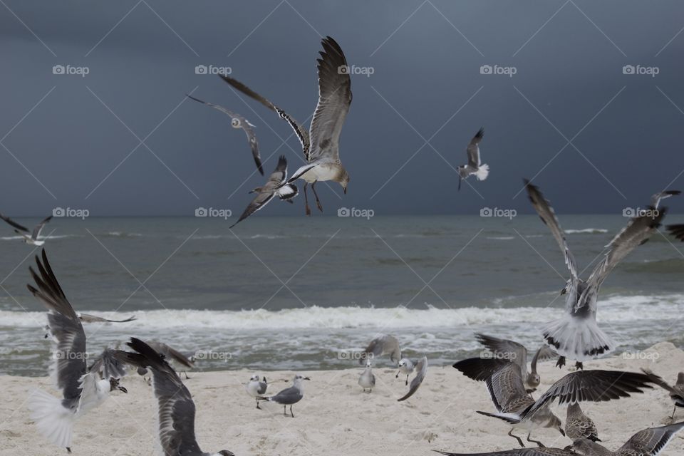 A flock of seagulls on the beach as a storm approaches 