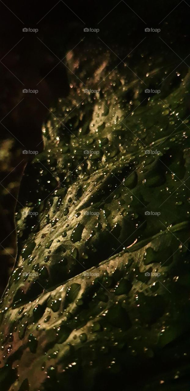 Elephant leaf with raindrops in the dark night.  green, water, liquid, drops