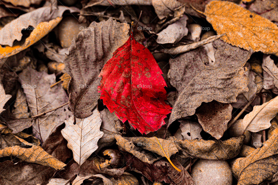 red leaf