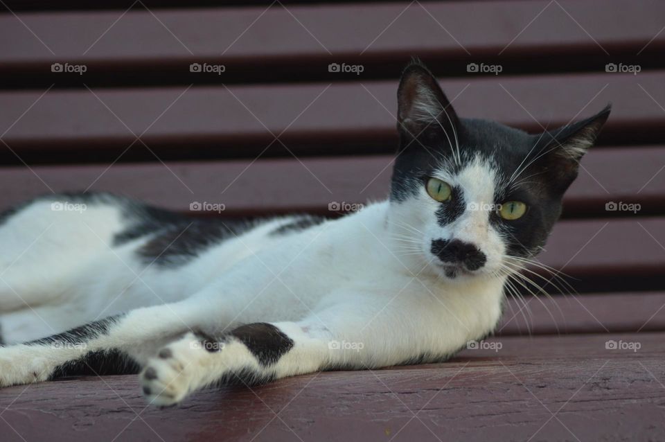 the best shot looking very danger beautiful shot