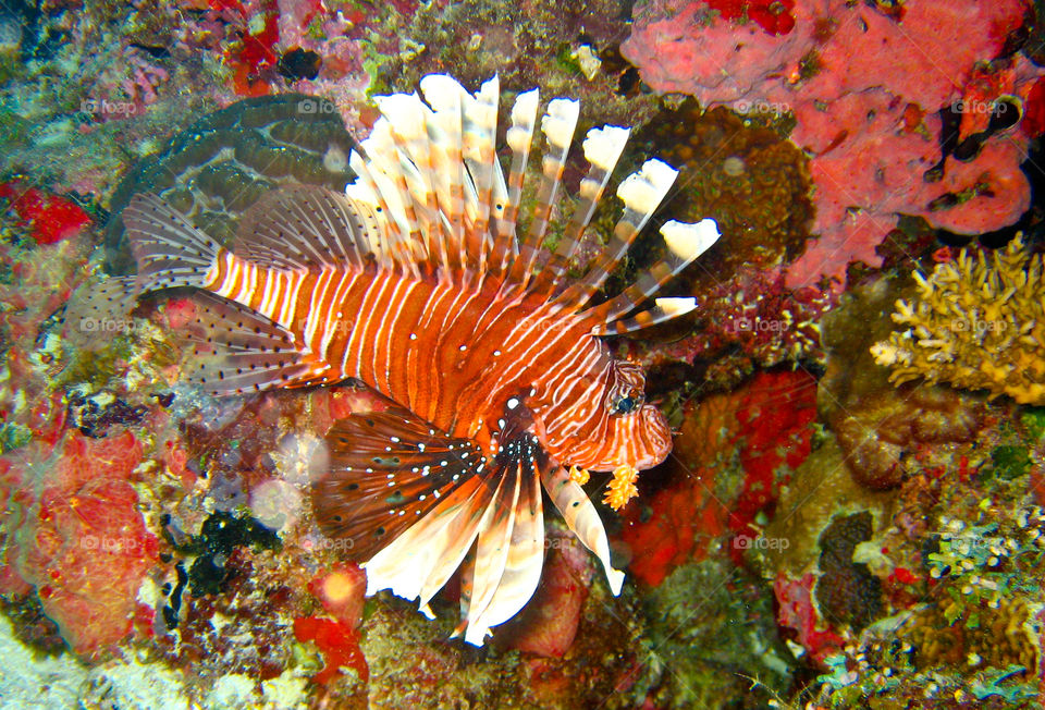 Lion fish. 