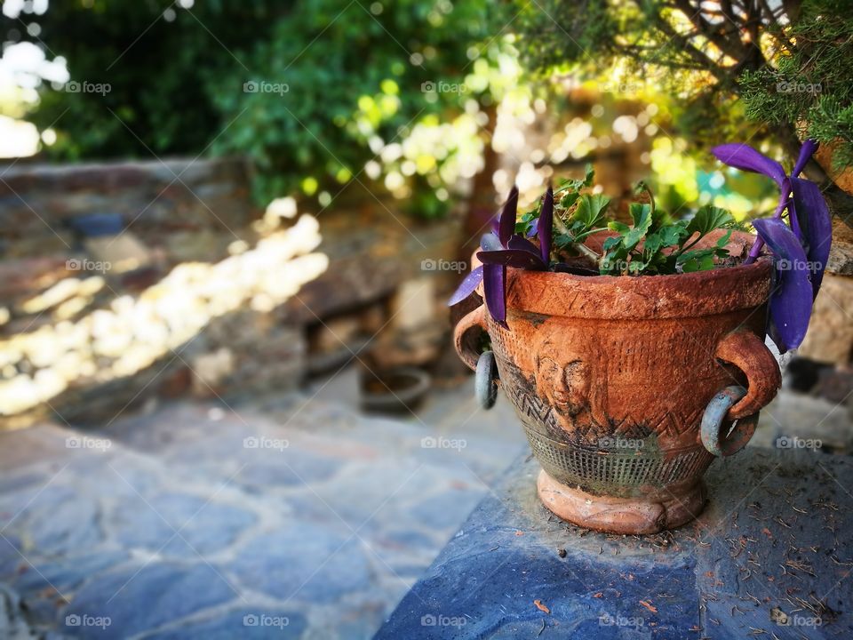 Close-up of potted plant