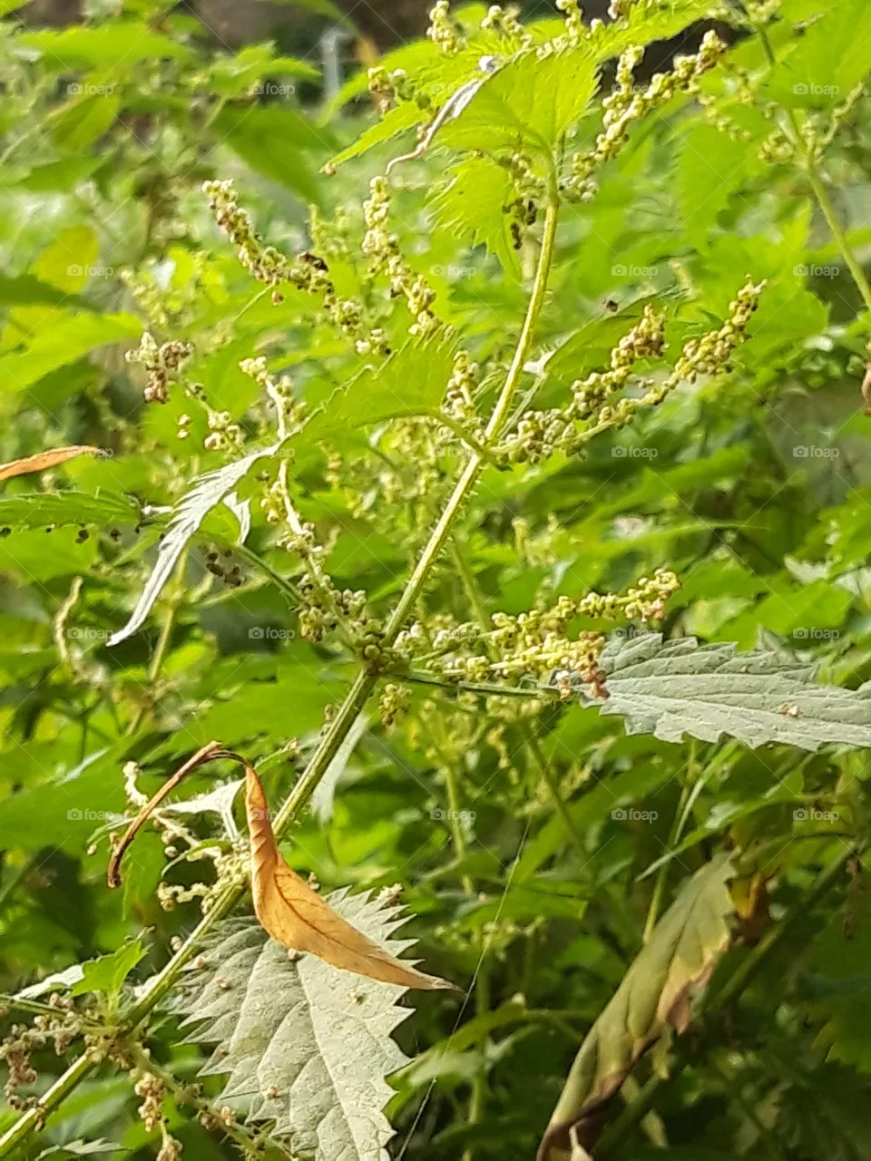 nature