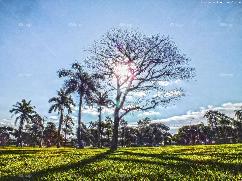 Tree, Nature, No Person, Landscape, Outdoors