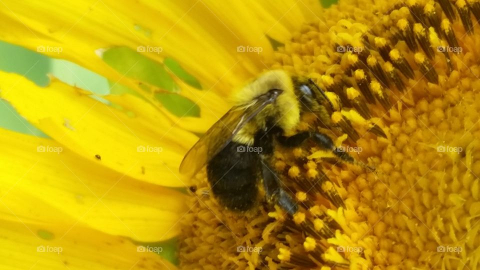 This micro photo of a bee shows the beauty of this beautiful little insect.