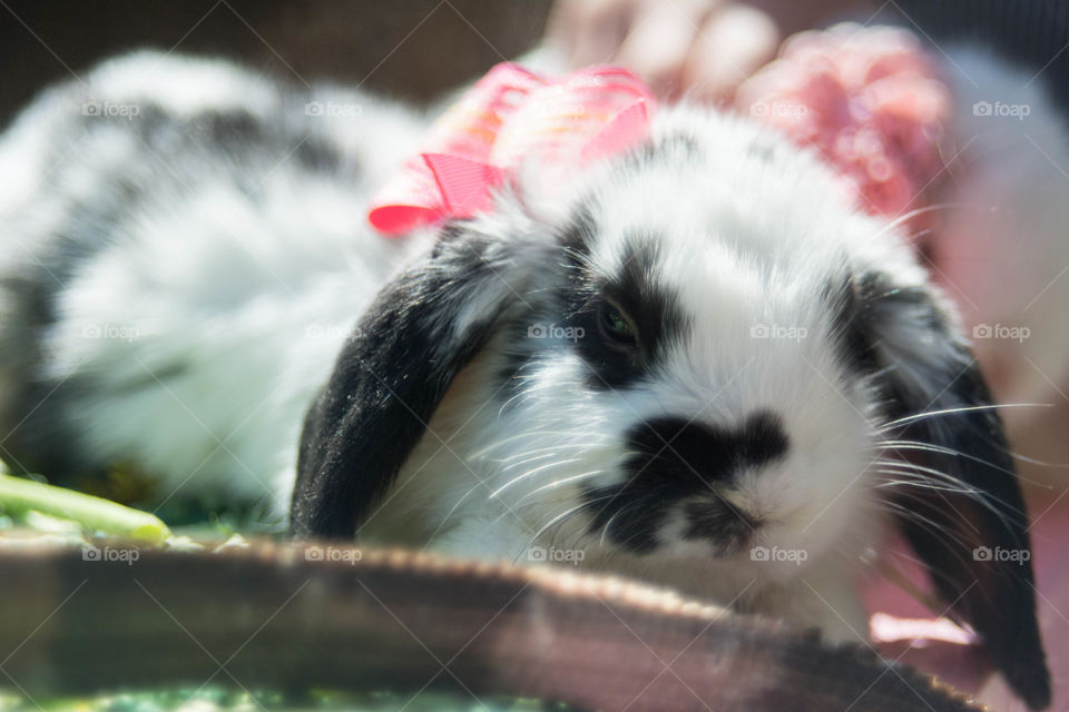 Cute rabbit with a pink bow