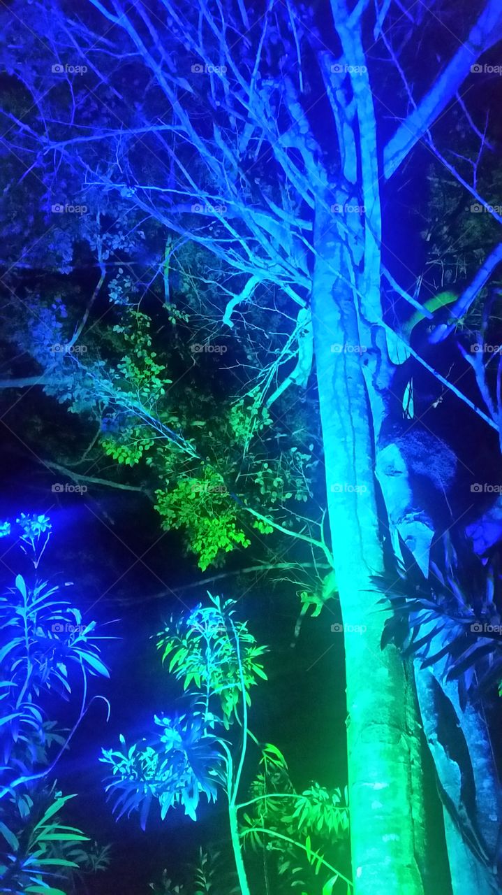 tree beautifully illuminated.