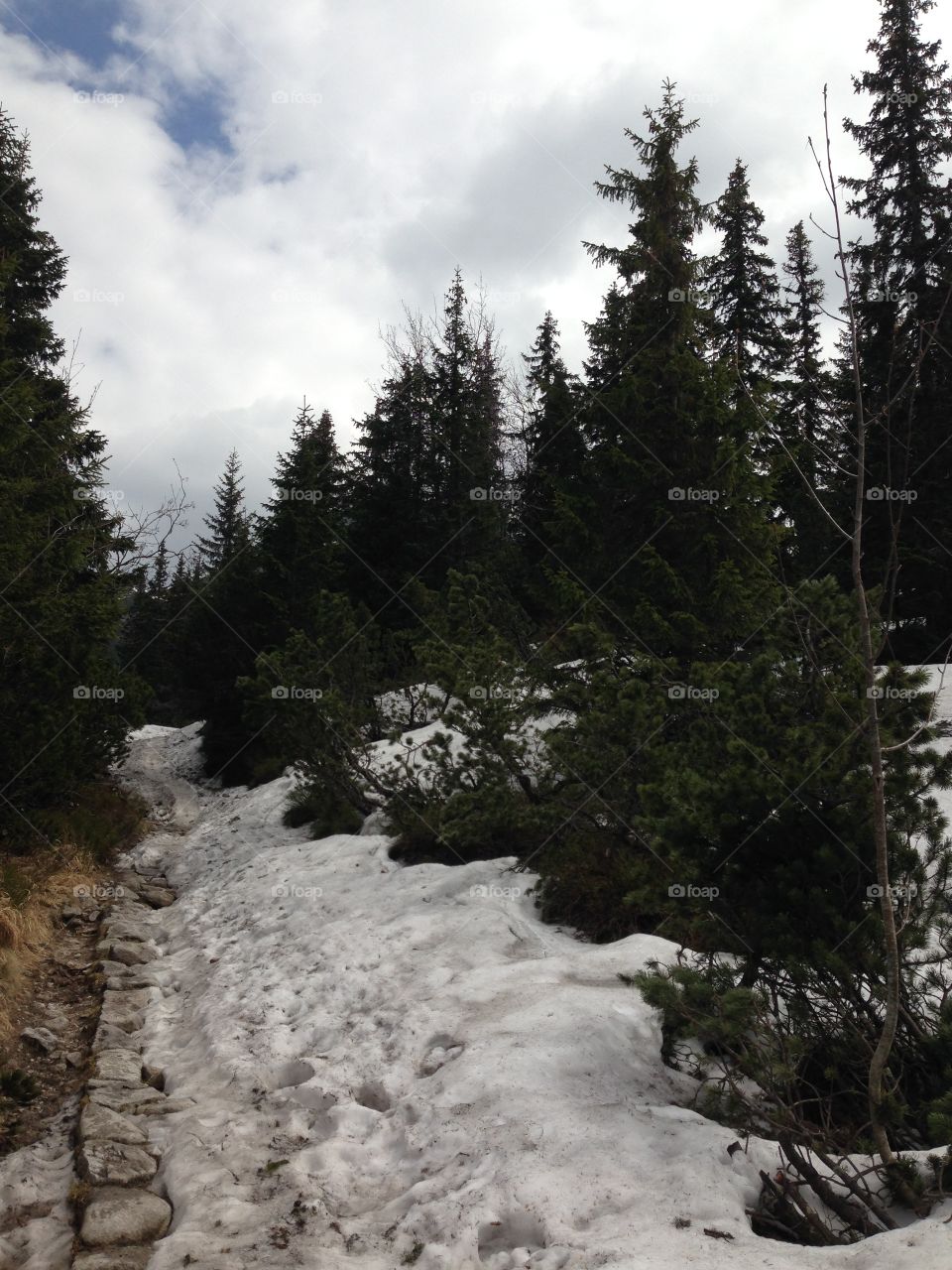 snowy trail