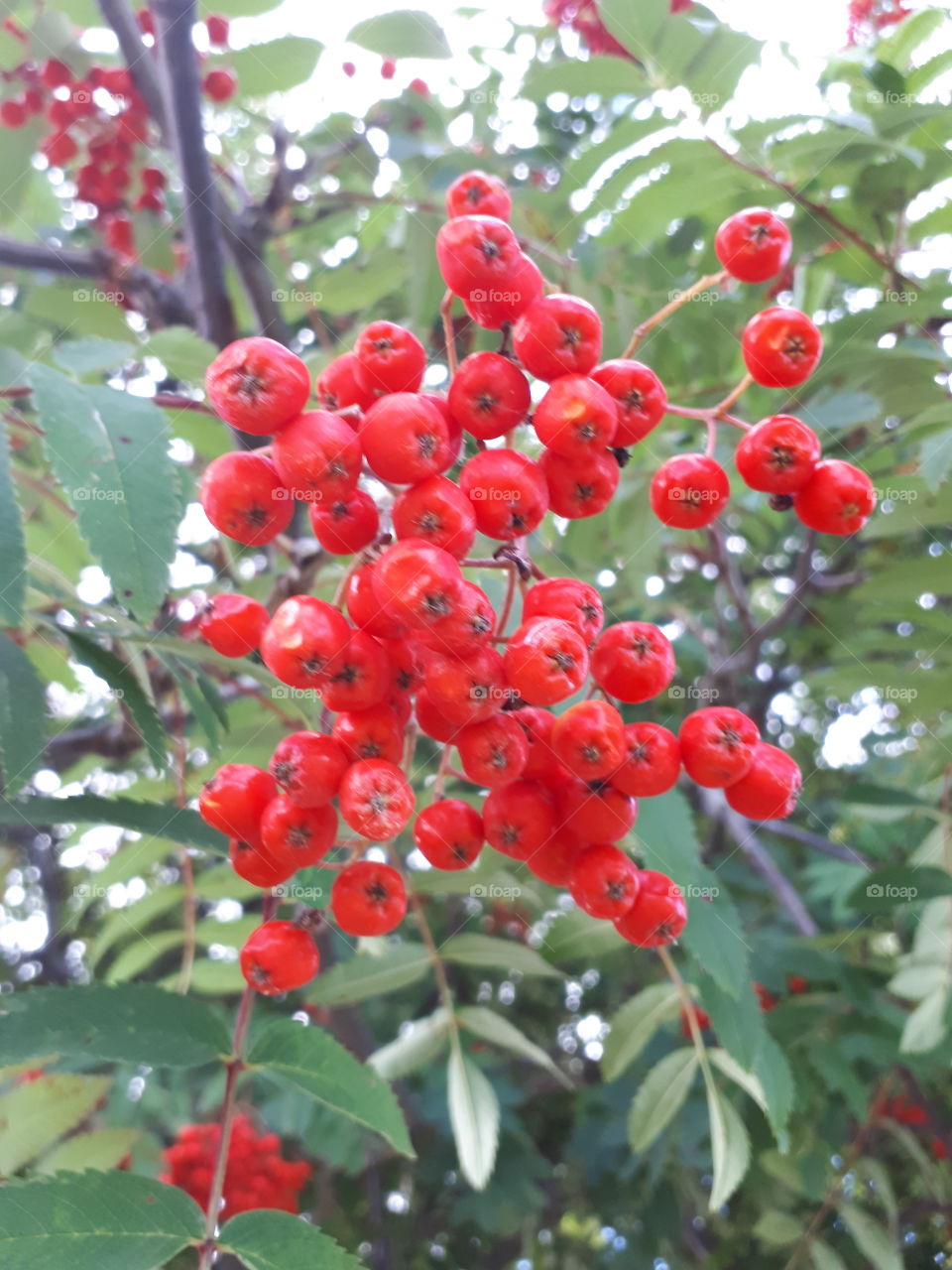 Mountain ash