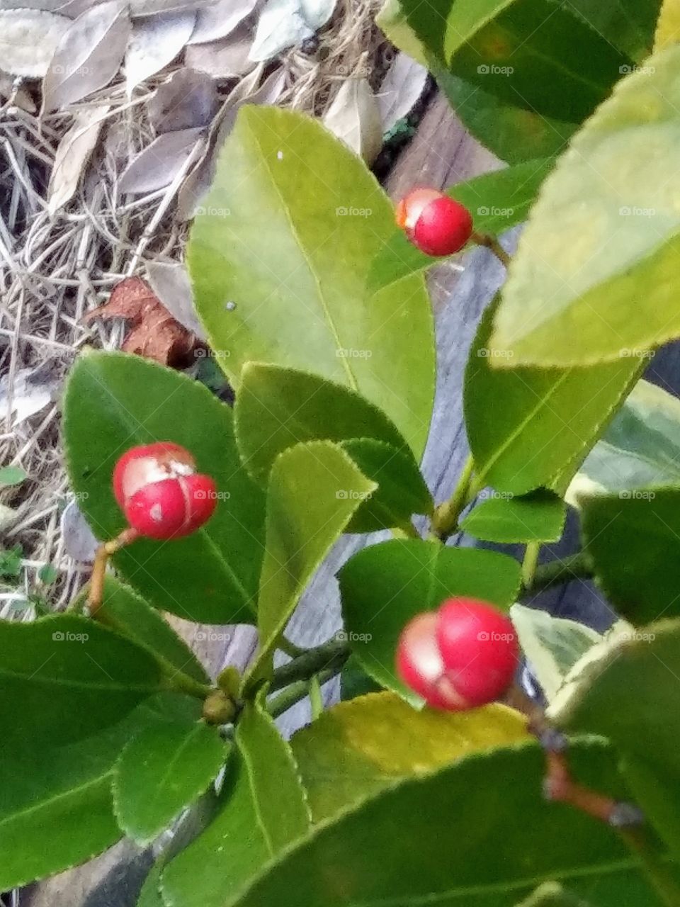 three red berries