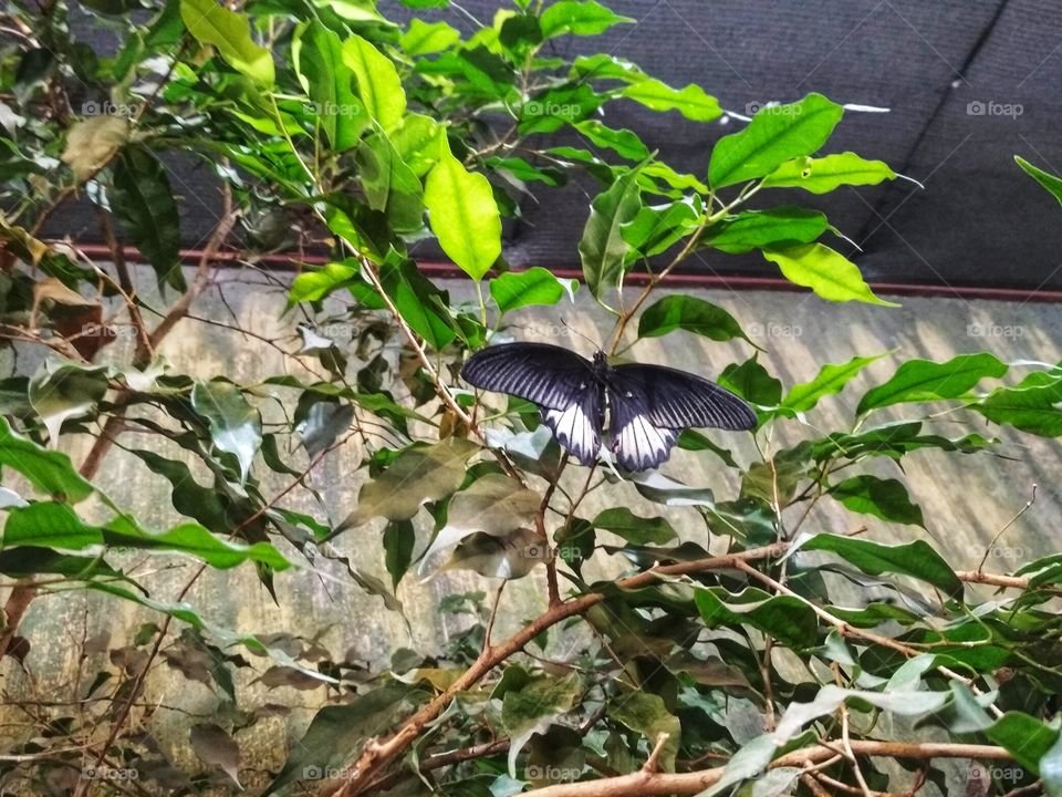 Wild nature, black butterfly on the bush, Wrocław zoo