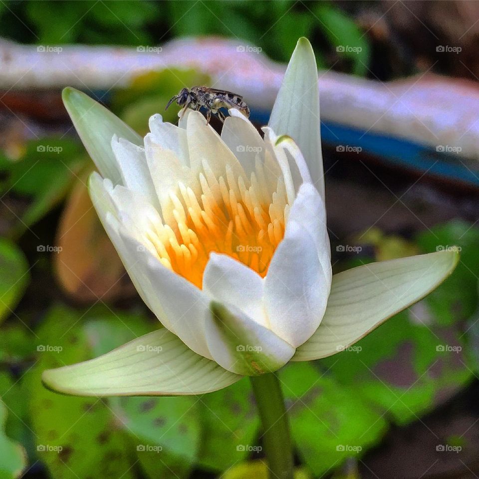 Bee and white lotus