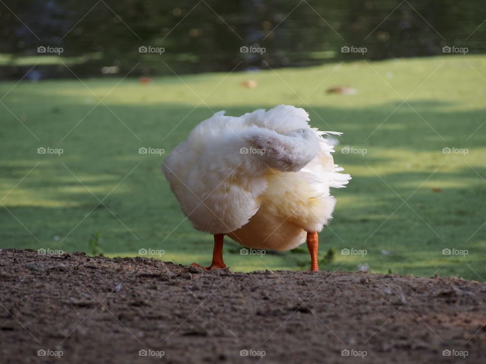 Cleaning duck