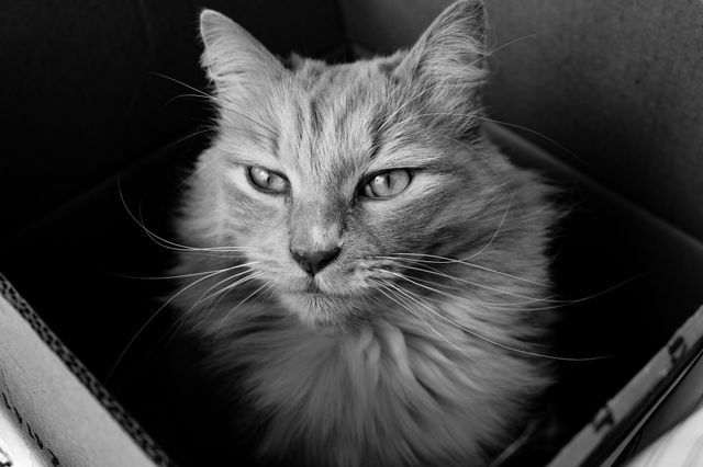 mufasa the cat