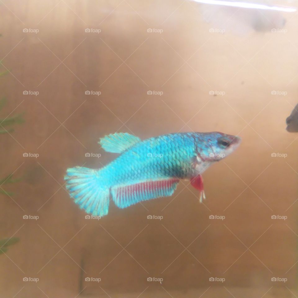 Betta fish.
