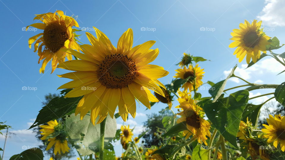 looking up at sunflowers. from a different perspective