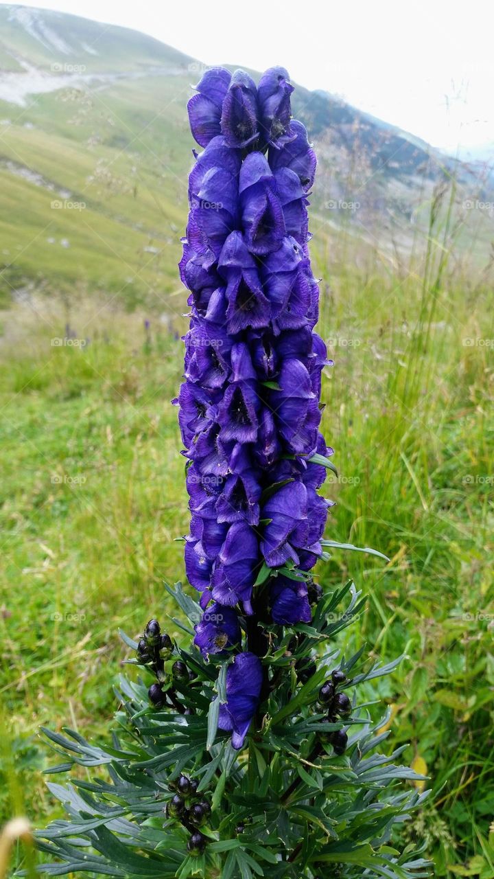 purple mountain flower