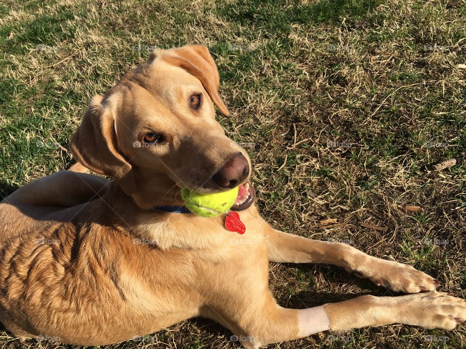 Dog with yellow tennis ball