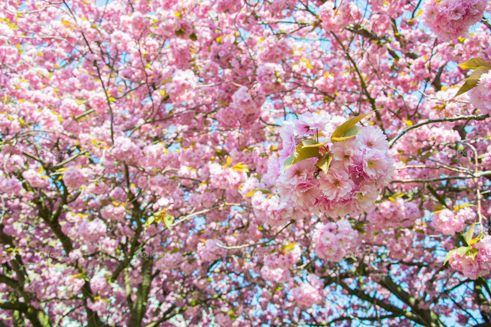 Cherry blossom in Malmö Sweden.