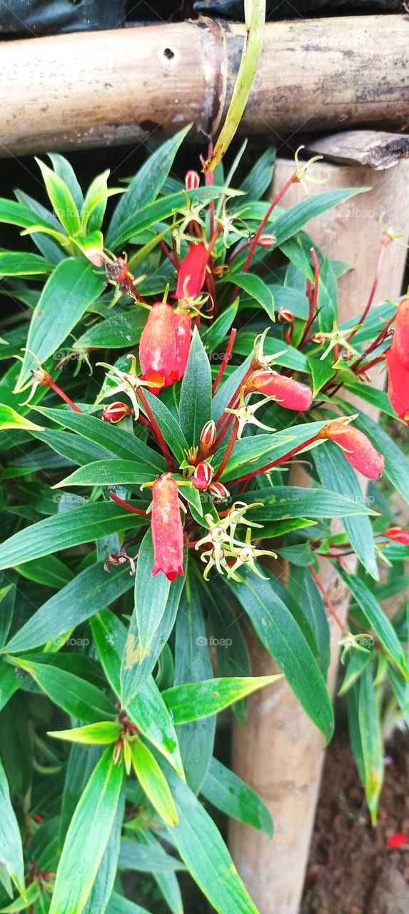 the latin word for this tree is seemania