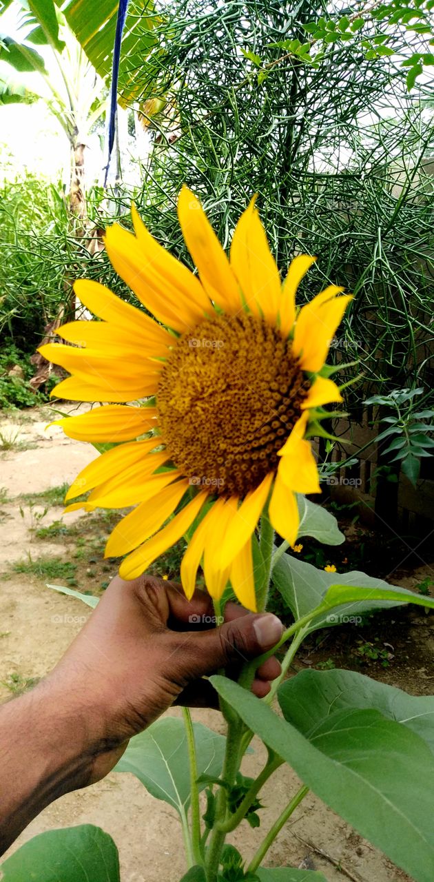sunflower